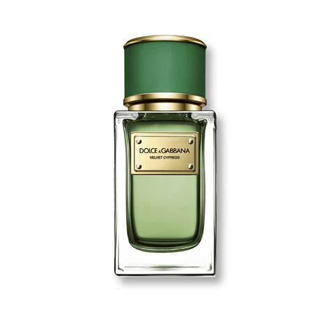 dolce gabbana velvet cypress yorum